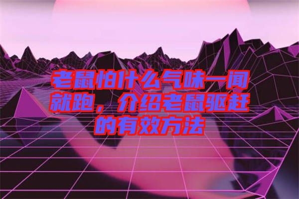 老鼠怕什么氣味一聞就跑，介紹老鼠驅趕的有效方法